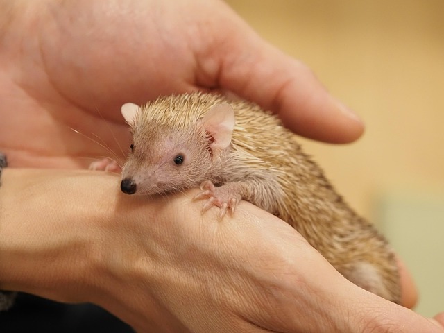 Free Hedgehog Animal photo and picture