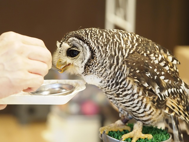 Free Owl Bird Of Prey photo and picture