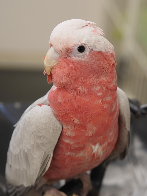 Free Parakeet Bird photo and picture