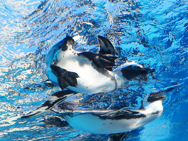 Free Penguin Aquarium photo and picture