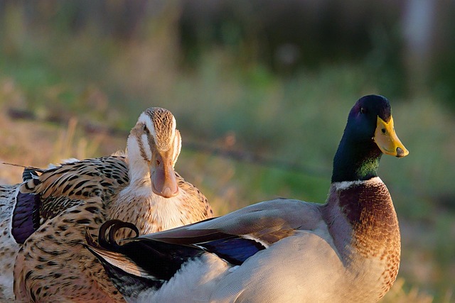 Duck A Pair Companion Male And - Free photo on Pixabay