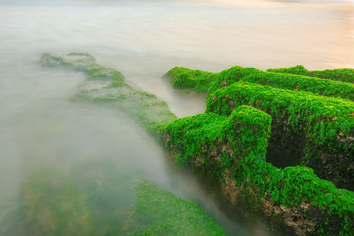 Musgo, Natureza, Mar, Folhas, Montanha