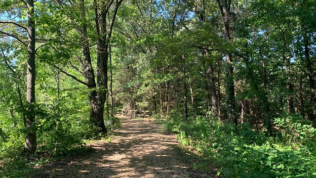 Free Trails Woods photo and picture
