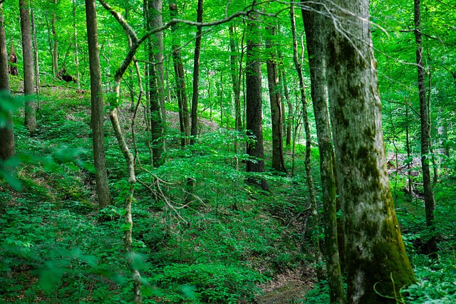 Free Trees Forest photo and picture