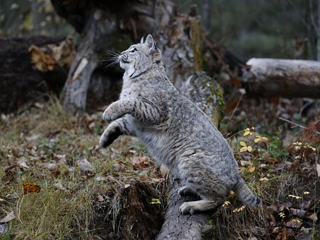 Free Animal Mammal photo and picture