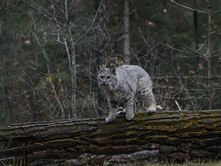Free Animal Bobcat photo and picture
