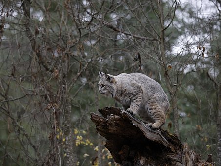 Free Animal Bobcat photo and picture