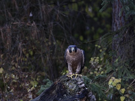 Free Bird Hawk photo and picture