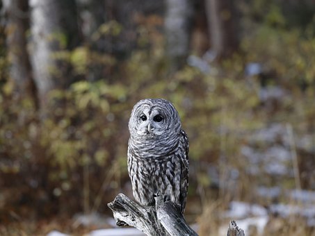 Free Bird Ornithology photo and picture