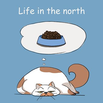 Kat, Dyr, Natur, Sød