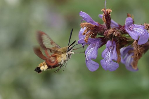 Mariposa, Flor, Macro, En Vuelo