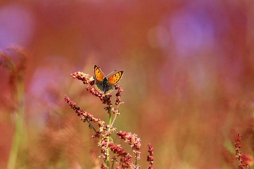 Mariposa, Insecto, Naturaleza, Fauna