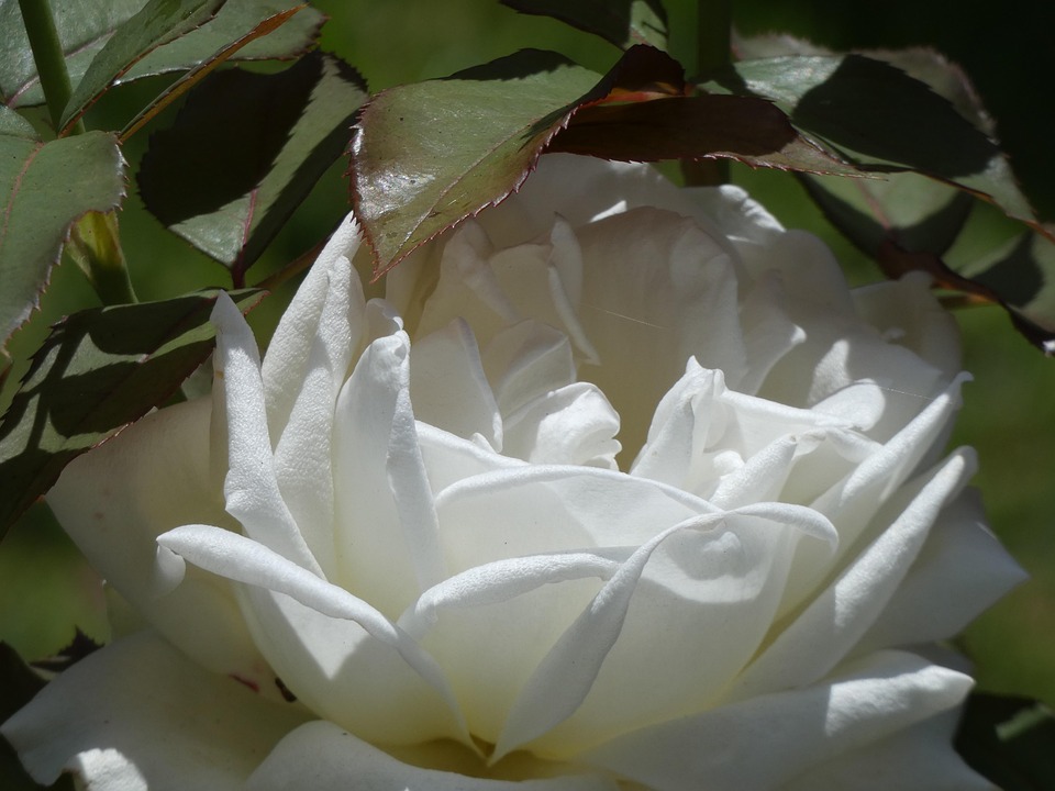 Weiße Rose Blume - Kostenloses Foto auf Pixabay
