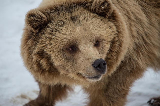 Free Brown Bear Animal photo and picture
