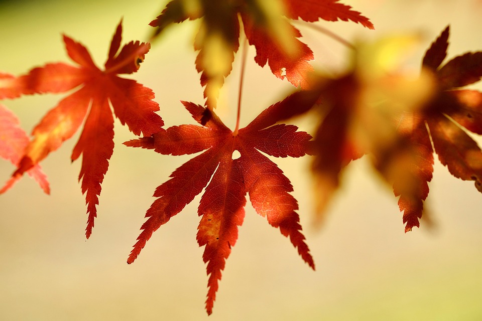 树叶 秋天 枫 - Pixabay上的免费照片