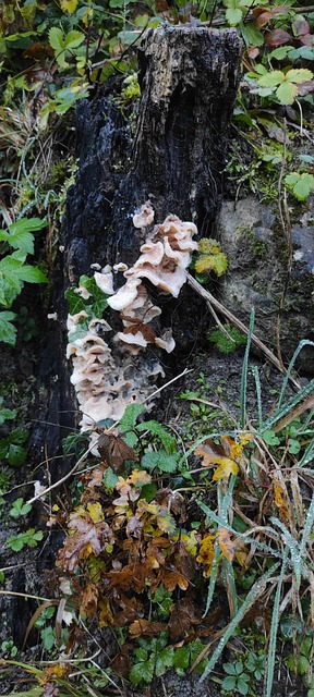 Free Mushroom Nature photo and picture