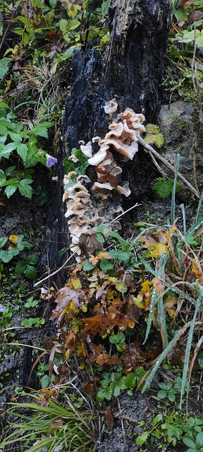 Free Mushroom Moss photo and picture