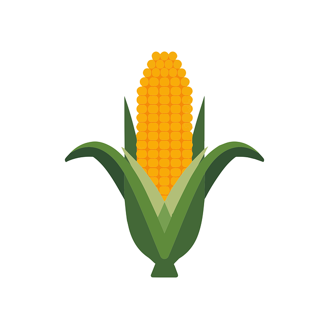 Free corn harvest food illustration