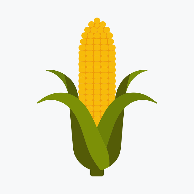 Free corn harvest food illustration