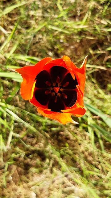 Free Nature Flower photo and picture