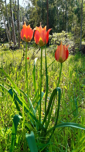 Free Tulip Tulips photo and picture