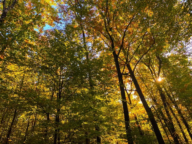 Free Forest Autumn photo and picture