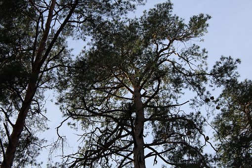 Forest, Natuur, Bomen, Pine, Branch