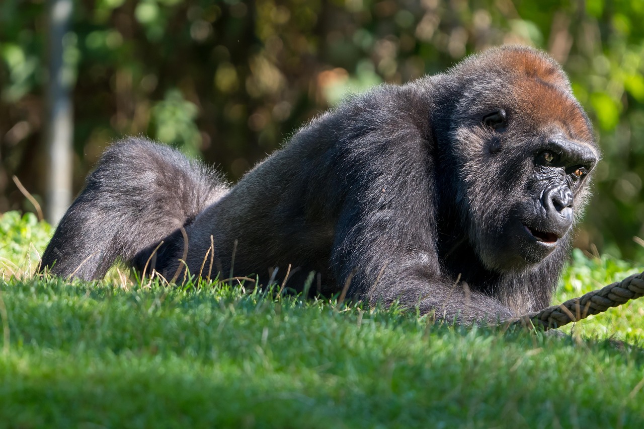 Gorilla Ape Nature - Free photo on Pixabay
