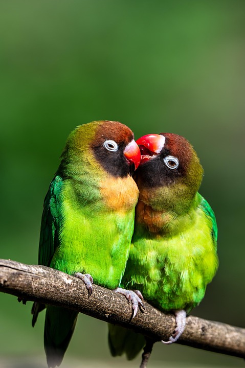 Canadian Teen in Critical Condition with First Human Case of Bird Flu - News Directory 3