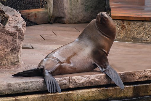 Zoo, Zvíře, Divoká Zvěř, Příroda, Voda