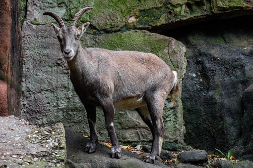 Zoo, Divoká Zvěř, Zvíře, Příroda, Savec