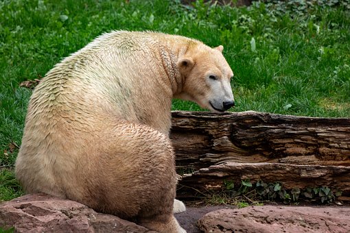 Zoo, Zvíře, Divoká Zvěř, Příroda, Savec