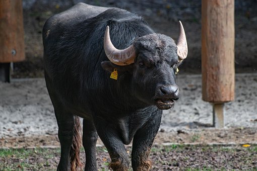 Zoo, Divoká Zvěř, Zvíře, Příroda, Savec