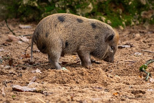 Zoo, Divoká Zvěř, Zvíře, Příroda, Savec