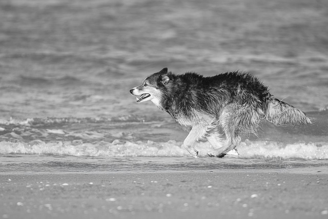 Free Dog Wolf photo and picture