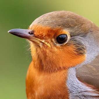 Free Robin Bird illustration and picture