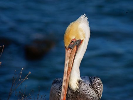 Free Birds Pelican photo and picture