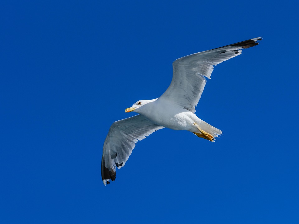 Canada's First Human Bird Flu Case: Teen Critical Condition - News Directory 3