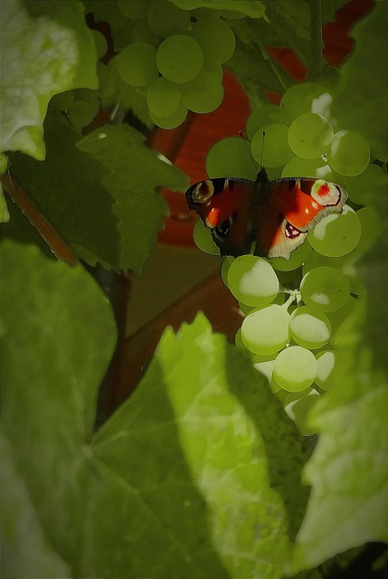 Free Butterfly Insect photo and picture