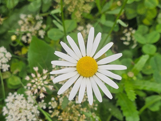 Eng, Natur, Have, Blomstre, Græs, Flora
