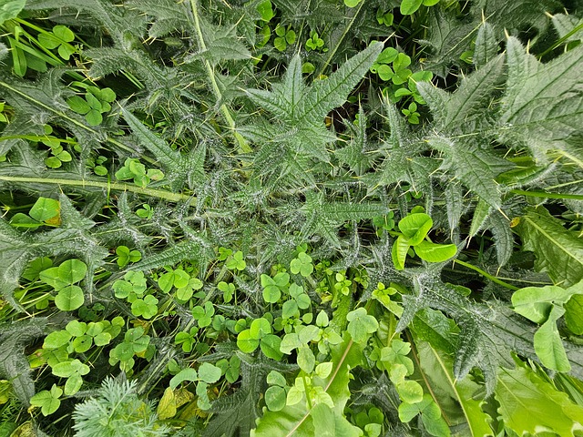 Wiese, Natur, Garten, Wildblumen, Blüte