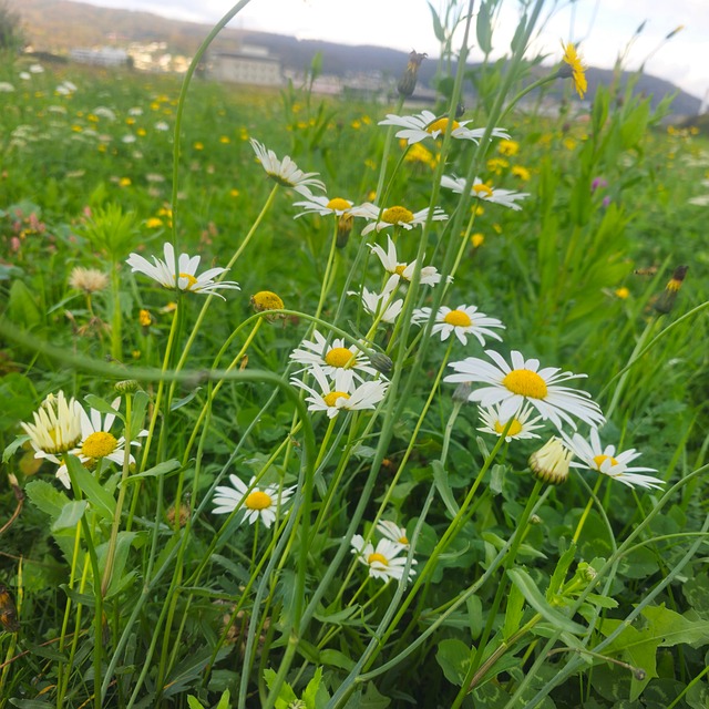 Vildblomster, Eng, Blomst, Natur, Have