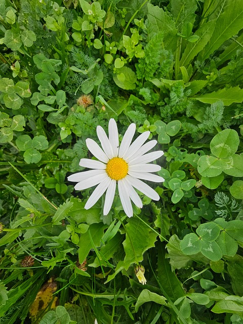 Eng, Natur, Have, Blomstre, Græs, Flora