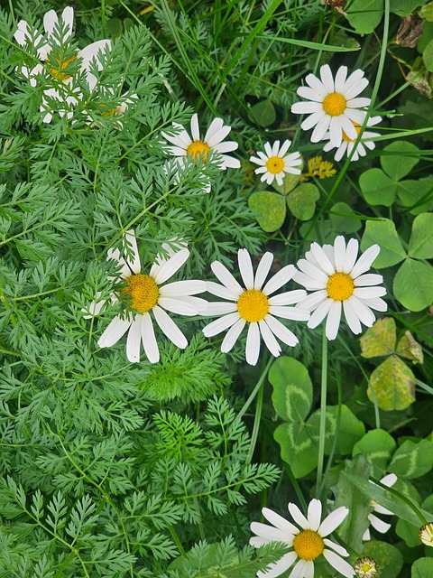 Eng, Natur, Have, Blomstre, Græs, Flora