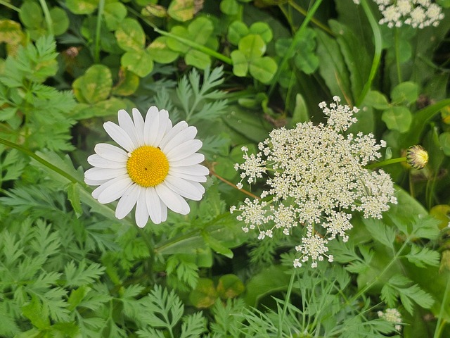 Eng, Natur, Have, Blomstre, Græs, Flora