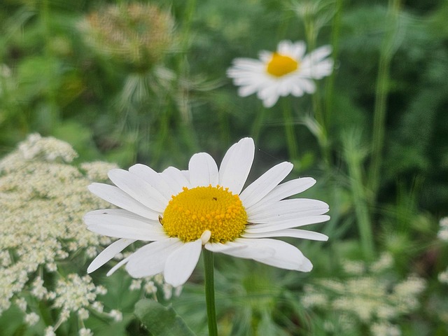Eng, Natur, Have, Blomstre, Græs, Flora