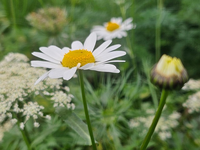 Eng, Natur, Have, Blomstre, Græs, Flora