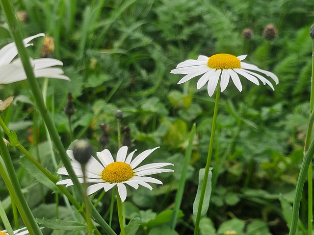 Eng, Natur, Have, Blomstre, Græs, Flora