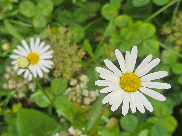 Eng, Natur, Have, Blomstre, Græs, Flora