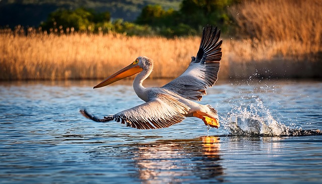 Free ai generated pelican bird illustration